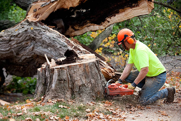 Best Tree Health Inspection  in Tuttle, OK